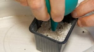 Какой субстрат лучше для черенкования