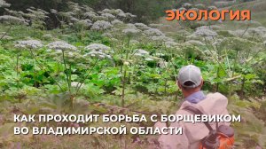 Как проходит борьба с борщевиком во Владимирской области