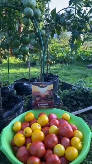 Народное средство от фитофторы