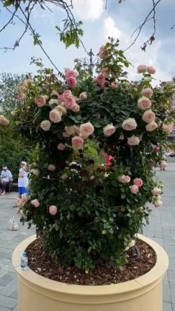 😍Красота на Театральной площади — там вовсю цветут розы😍