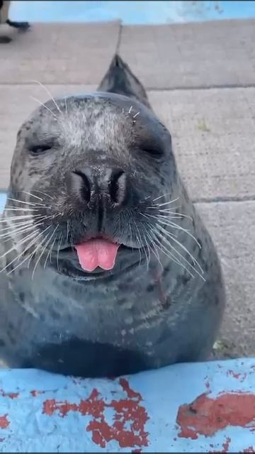 Фырканье тюленя смотреть онлайн