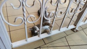 Кот потягивается лёжа на боку