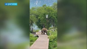 МЕДВЕДИЦА ГЛАША ИЗ КРОНОЦКОГО ЗАПОВЕДНИКА ОБЛЮБОВАЛА СОЛНЕЧНУЮ ПАНЕЛЬ ДЛЯ ЧЕСАНИЯ • БЕЗ КОММЕНТАРИЕВ