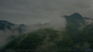 Ты почувствуешь музыку в дыхании леса - каждый его вдох и выдох - The Little Lifeform That Could --