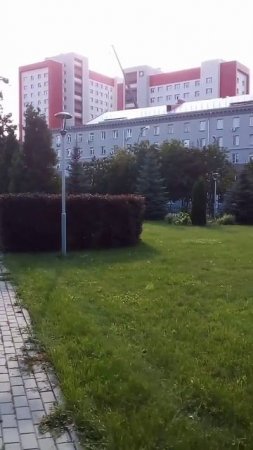 Голубая ель. #голубая ель #парк