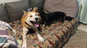 наш  Дик  пришел  домой  ,наши   собаки   🐶🐕🐶