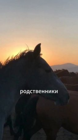 Когда захотел скромную свадьбу а мама нет.