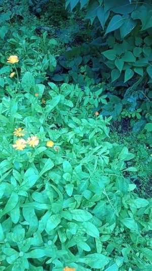 пасматрите какие цветы,кагда как можем и как умеем,садим и выращиваем возле дома,вид 1,част вид3🌿🪴
