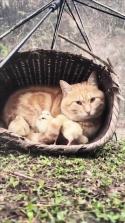 Кошка и цыплята
