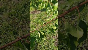 Формировка абрикоса