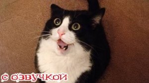 Приколы с котами! С ОЗВУЧКОЙ! Смешные коты и собаки! САМЫЕ СМЕШНЫЕ ЖИВОТНЫЕ!