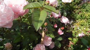 Розы. Д.Остина.Белые и розовые.Розы, пчёлки,звук косьбы.Ах,лето...