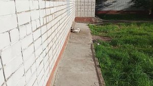 Уличные кошарики вышли покушать - 4 ^^
