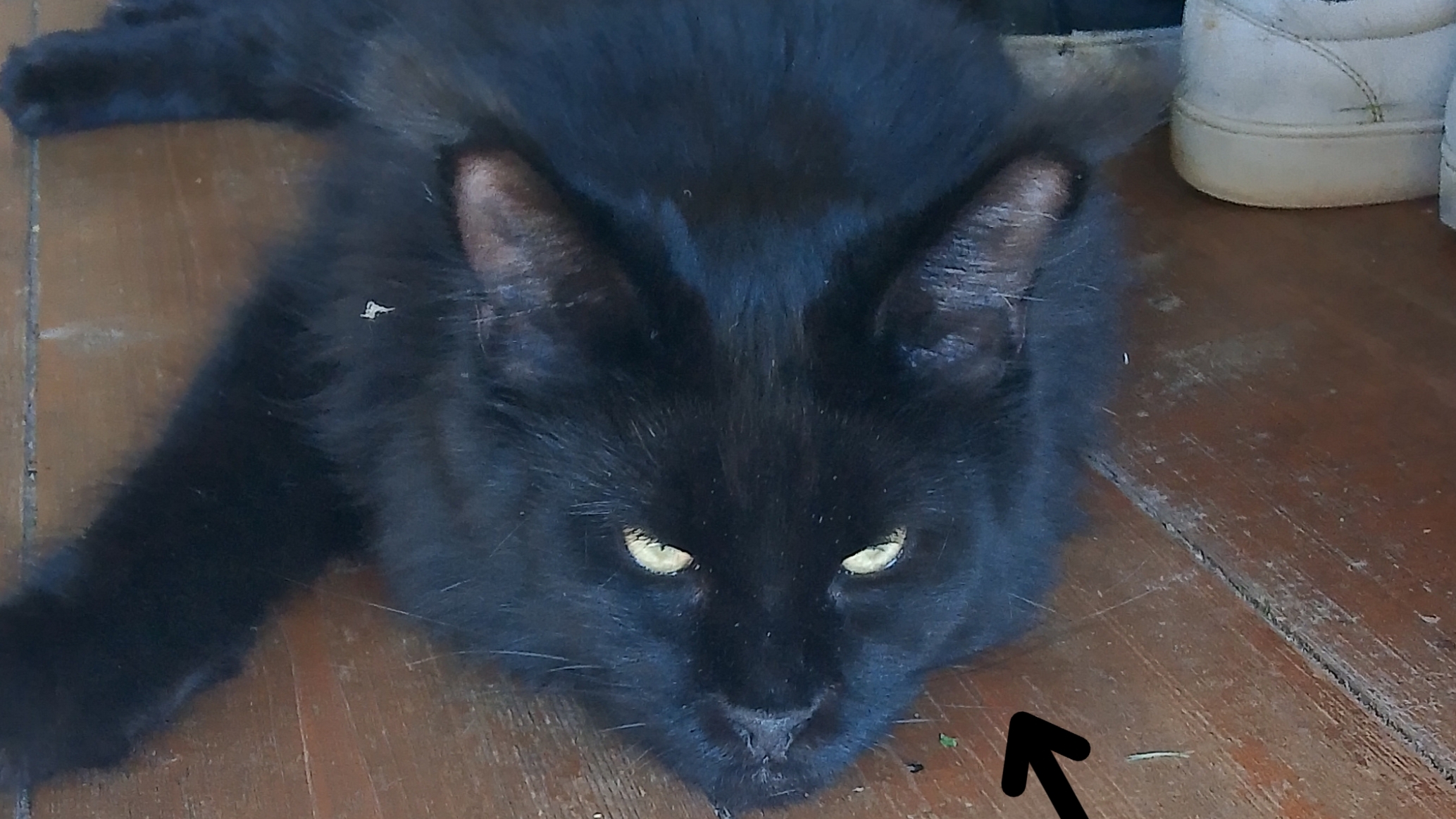 если бы котики умели говорить смотреть онлайн