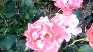 Роза Michelle Bedrossian июль 2018