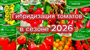 Что в томатной корзине на сезон 2026? Гибриды?🤔 Семко
