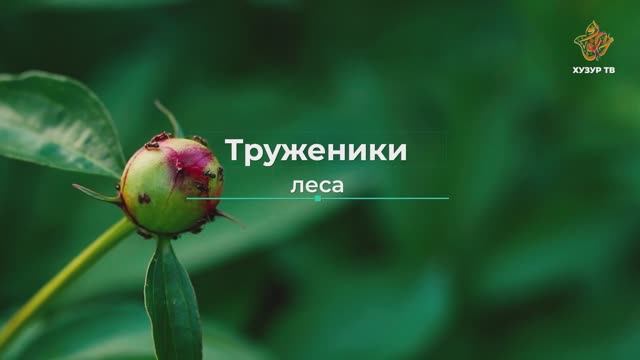 Труженики леса | Чудеса сотворения. Мир насекомых