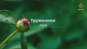 Труженики леса | Чудеса сотворения. Мир насекомых