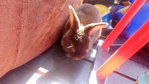 играем с кроликом 1 часть канал гимнастка