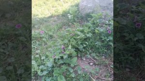 vid1753700567806