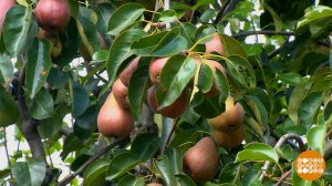 Выбираем груши, да послаще. Доброе утро. Фрагмент выпуска от 28.07.2025