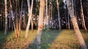 ДОРОЖКА ДЛИННАЯ