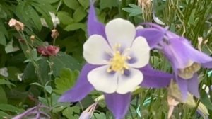 Мончегорск. Цветы и деревья на крайнем севере