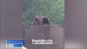 На севере региона дикие животные все чаще выходят к людям