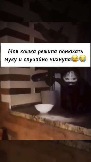 кошка понюхала муку #shorts