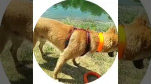 обрызгал хозяина