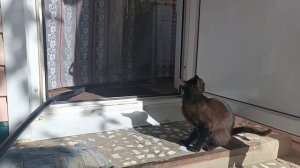 #Мы в деревне. Но там теперь нет мамы.. #Видеонарезка