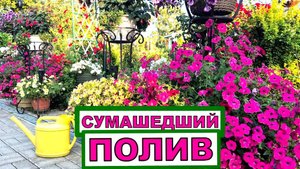 Жара за 30, как полить 160 горшков , теплицы и огород_ Почему поливаю лейкой_