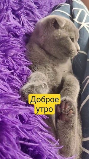 Что ей сниться? #funnycats #cat