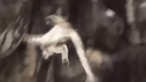 VID_20250728_131723_468.mp4