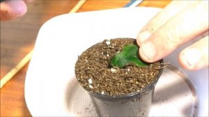 Размножение бегонии Элатиор  частью листа в воде и не только