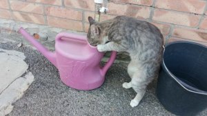Кот забавно пьёт из поливальника