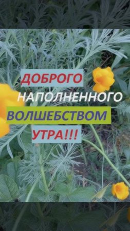 Доброго наполненного волшебством утра!!!