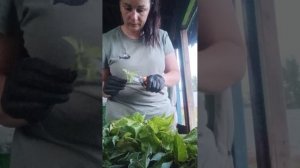 Черенкуем дерен