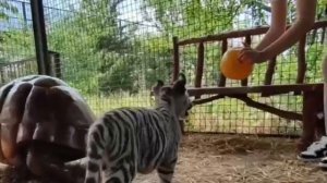 Игривая киса