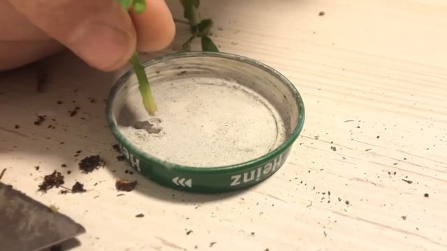 #2 Укореняем розы из осенних черенков | Что получилось