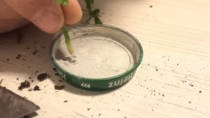 #2 Укореняем розы из осенних черенков | Что получилось