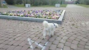 Верное сердечко!