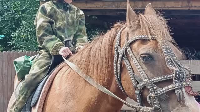 Горный Алтай 2025. Верх-Анос. Лошадки и кедры.