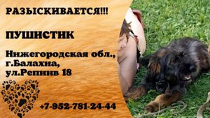 Пропала собака! ПУШИСТИК. Нижегородская обл., г.Балахна.