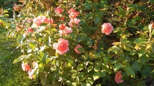 Роза Жан Кокто(Jean Cocteau) в моём саду 2019