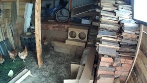 Выгул для кур