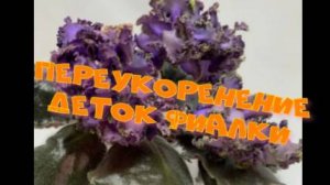А могли пропасть! Переукоренение деток Фиалки, СМ-Дым над водой!