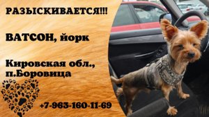 Пропала собака! ВАТСОН, йорк. Кировская обл., п.Боровица.