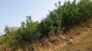 Шакалы
