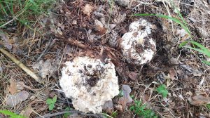 СОБИРАЕМ ГРУЗДИ